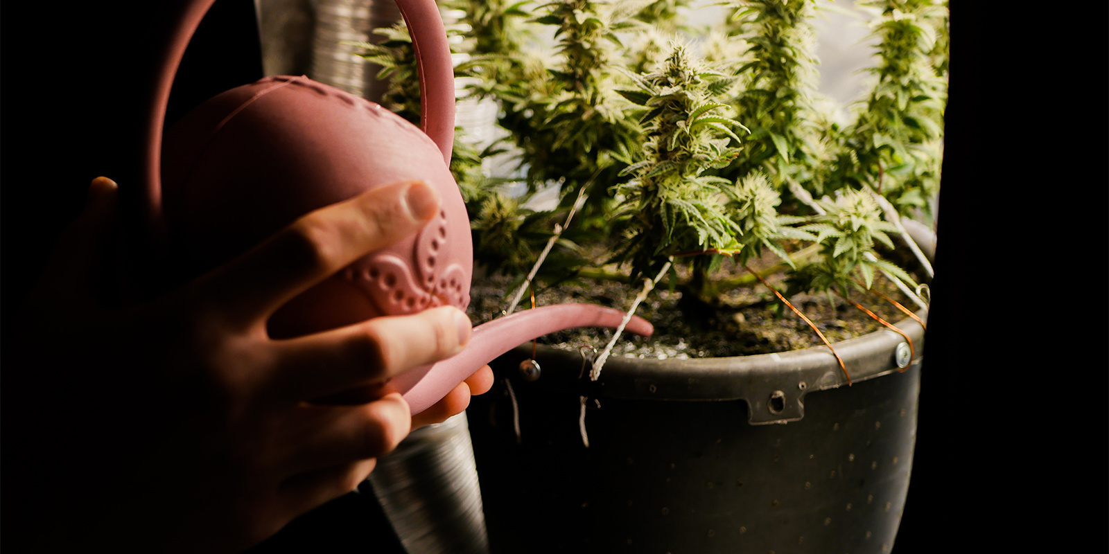 Jak napravit sp&aacute;len&iacute; živinami