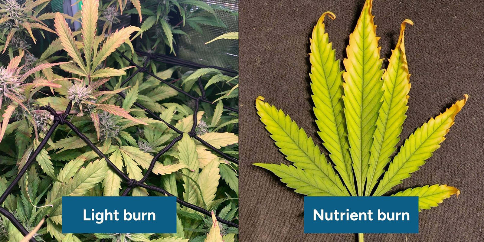 Jak poznat rozd&iacute;l mezi sp&aacute;len&iacute;m světlem a sp&aacute;len&iacute;m živinami