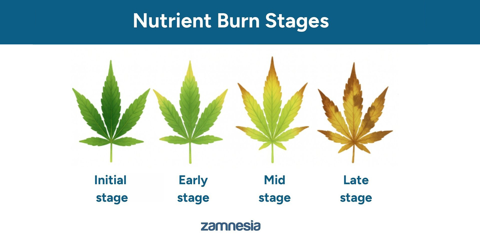 F&aacute;ze sp&aacute;len&iacute; živin