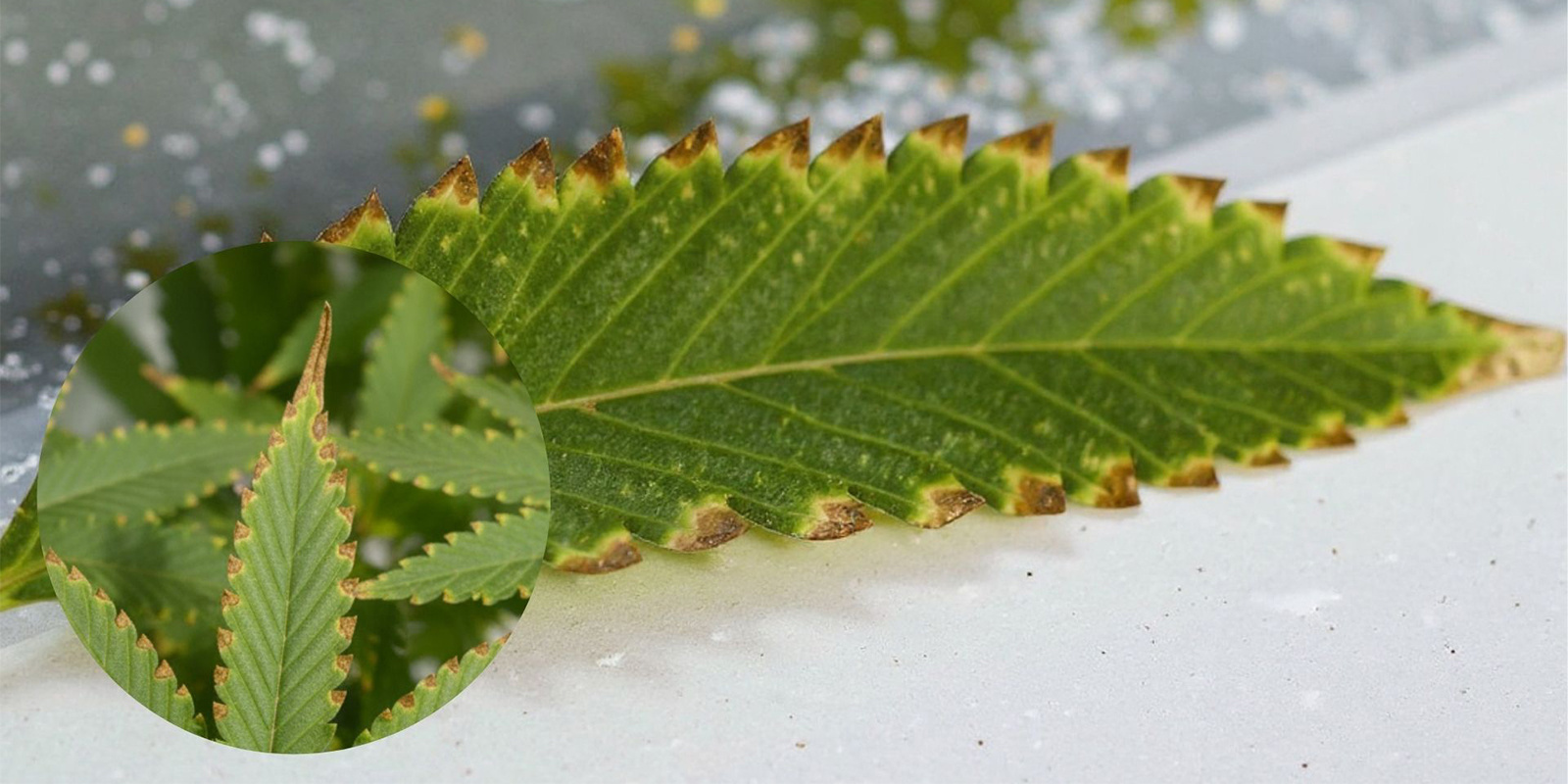 Jak vypad&aacute; sp&aacute;len&iacute; živin u rostlin konop&iacute;?