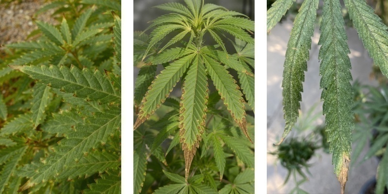 Co je sp&aacute;len&iacute; živinami?