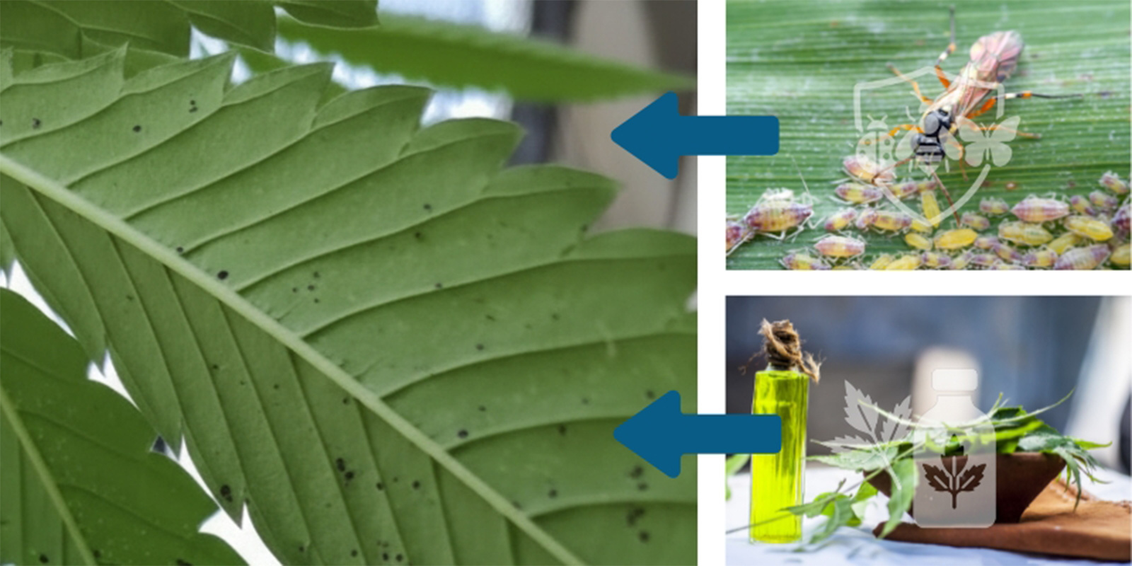 Aplikujte c&iacute;lenou l&eacute;čbu