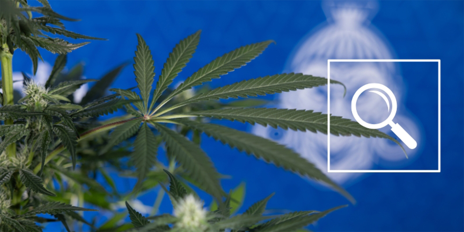 Od čern&yacute;ch skvrn k zelen&eacute; n&aacute;dheře