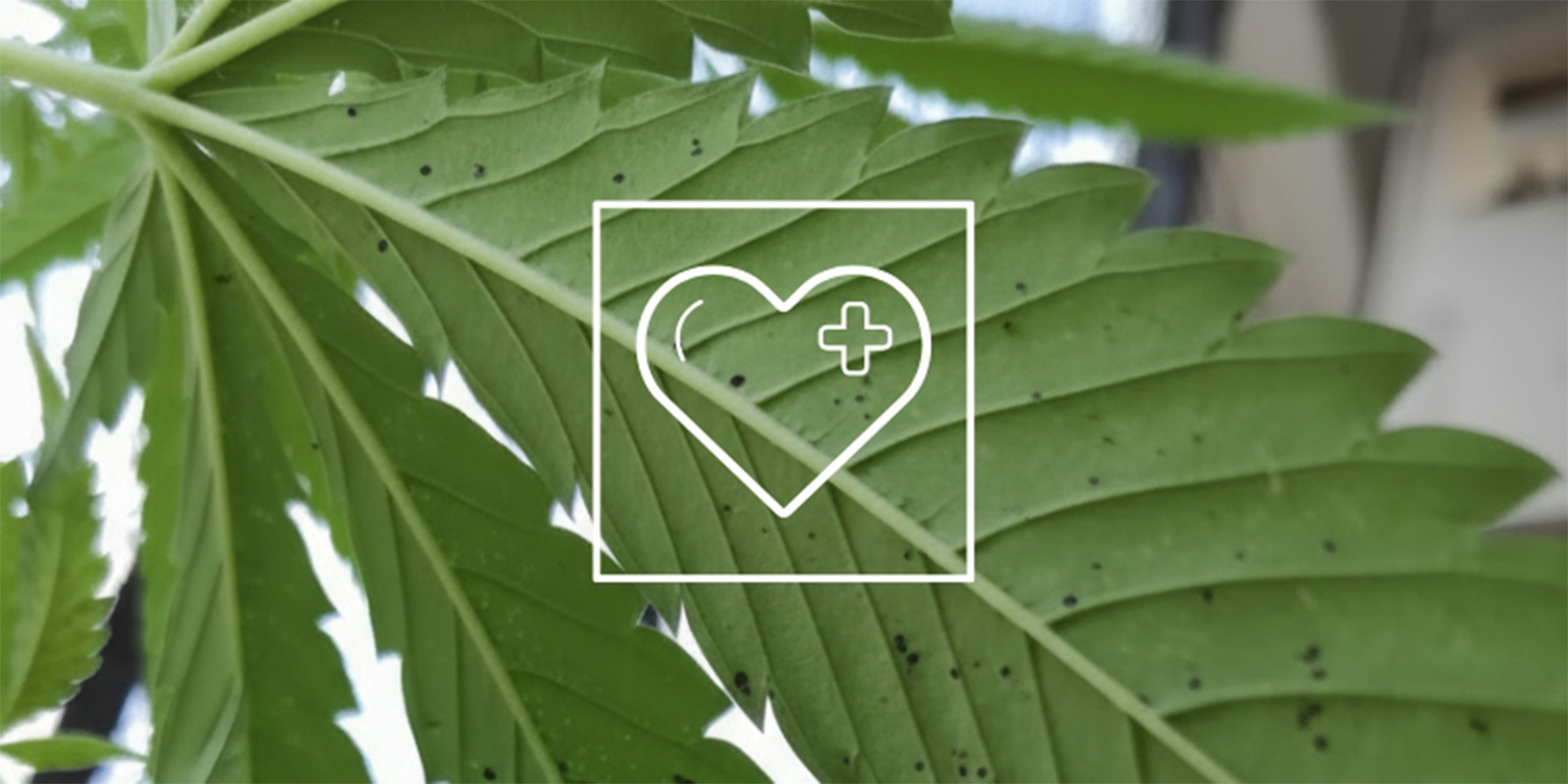 Jak zach&aacute;zet s čern&yacute;mi skvrnami na listech