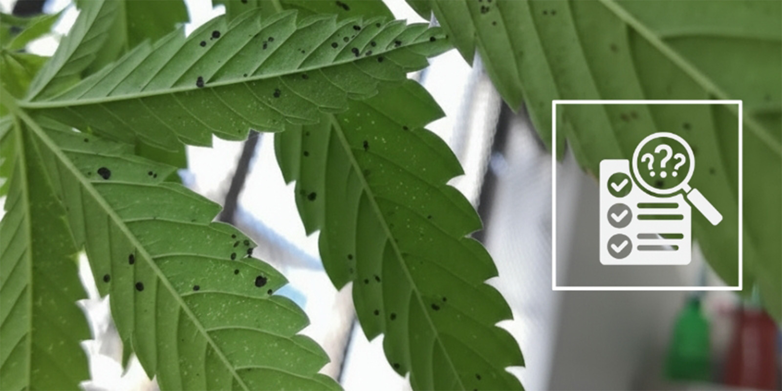 Nejčastěj&scaron;&iacute; př&iacute;činy