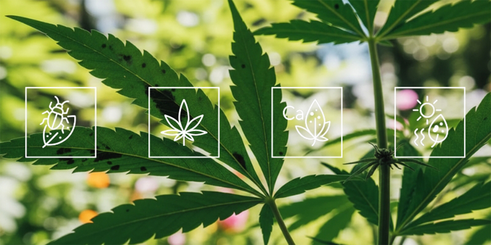 Co způsobuje čern&eacute; skvrny na listech konop&iacute;?