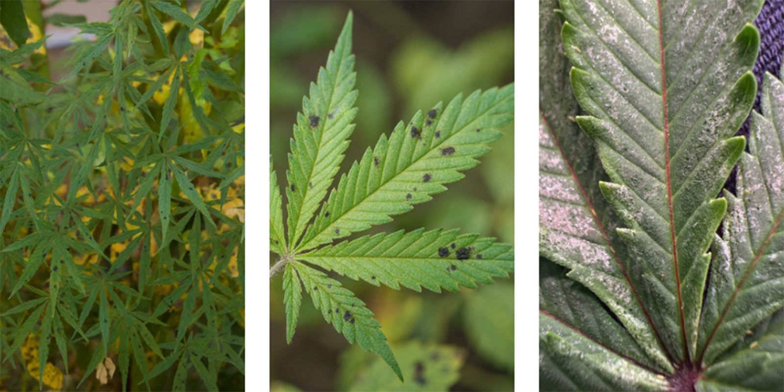 Jak vypadaj&iacute; čern&eacute; skvrny?