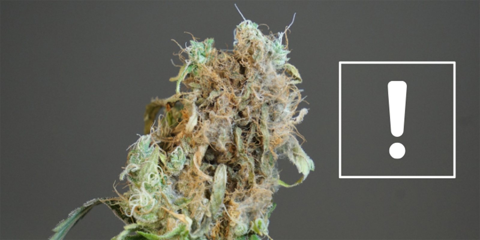 Kdy se zač&iacute;t b&aacute;t: Sign&aacute;ly v&aacute;žněj&scaron;&iacute;ho probl&eacute;mu