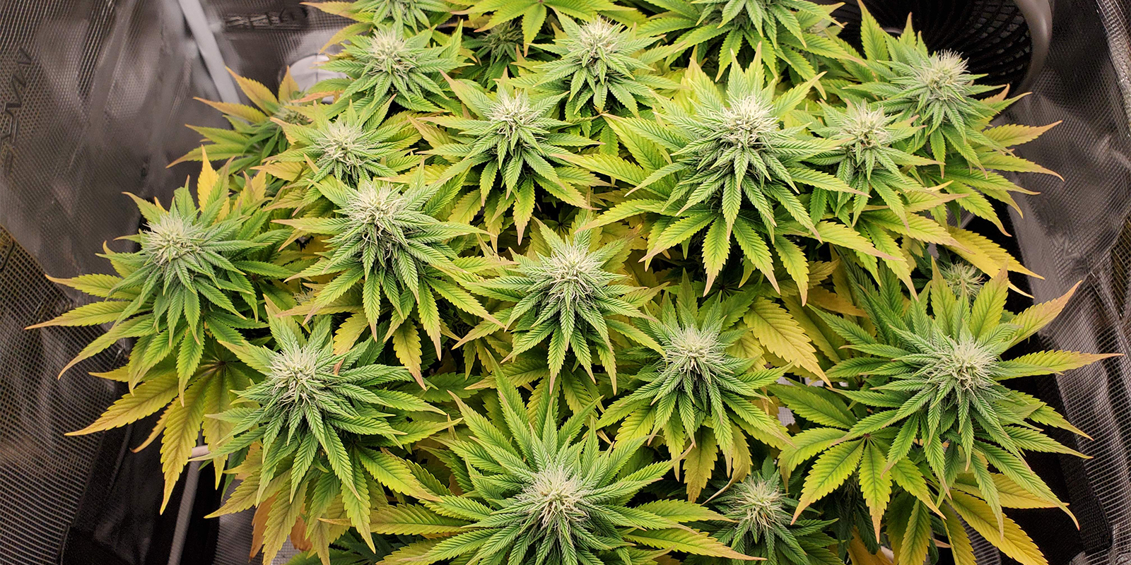 Nejčastěj&scaron;&iacute; probl&eacute;my s pH a jak je vyře&scaron;it