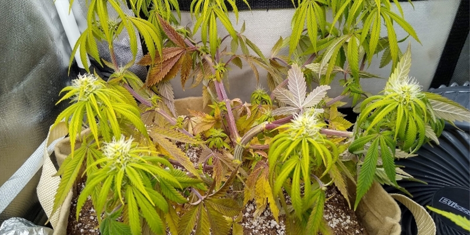 Běžn&eacute; př&iacute;znaky toho, že va&scaron;e rostliny konop&iacute; trp&iacute; kvůli nespr&aacute;vn&eacute; hodnotě pH