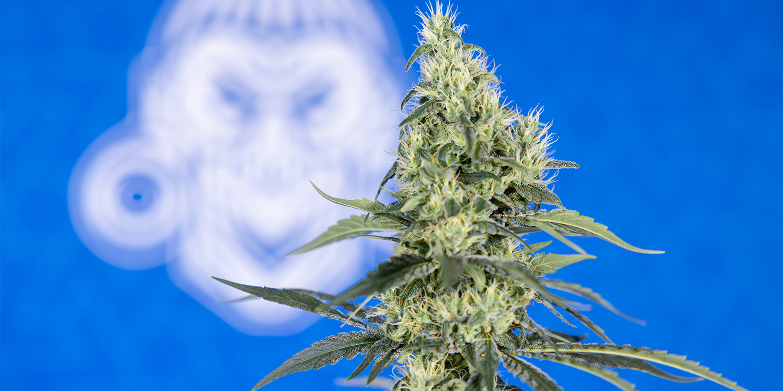 Udržov&aacute;n&iacute; stabiln&iacute;ho pH během cel&eacute; f&aacute;ze pěstov&aacute;n&iacute;