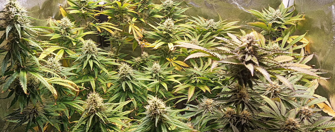 pH pro konop&iacute;: Jak měřit a upravovat