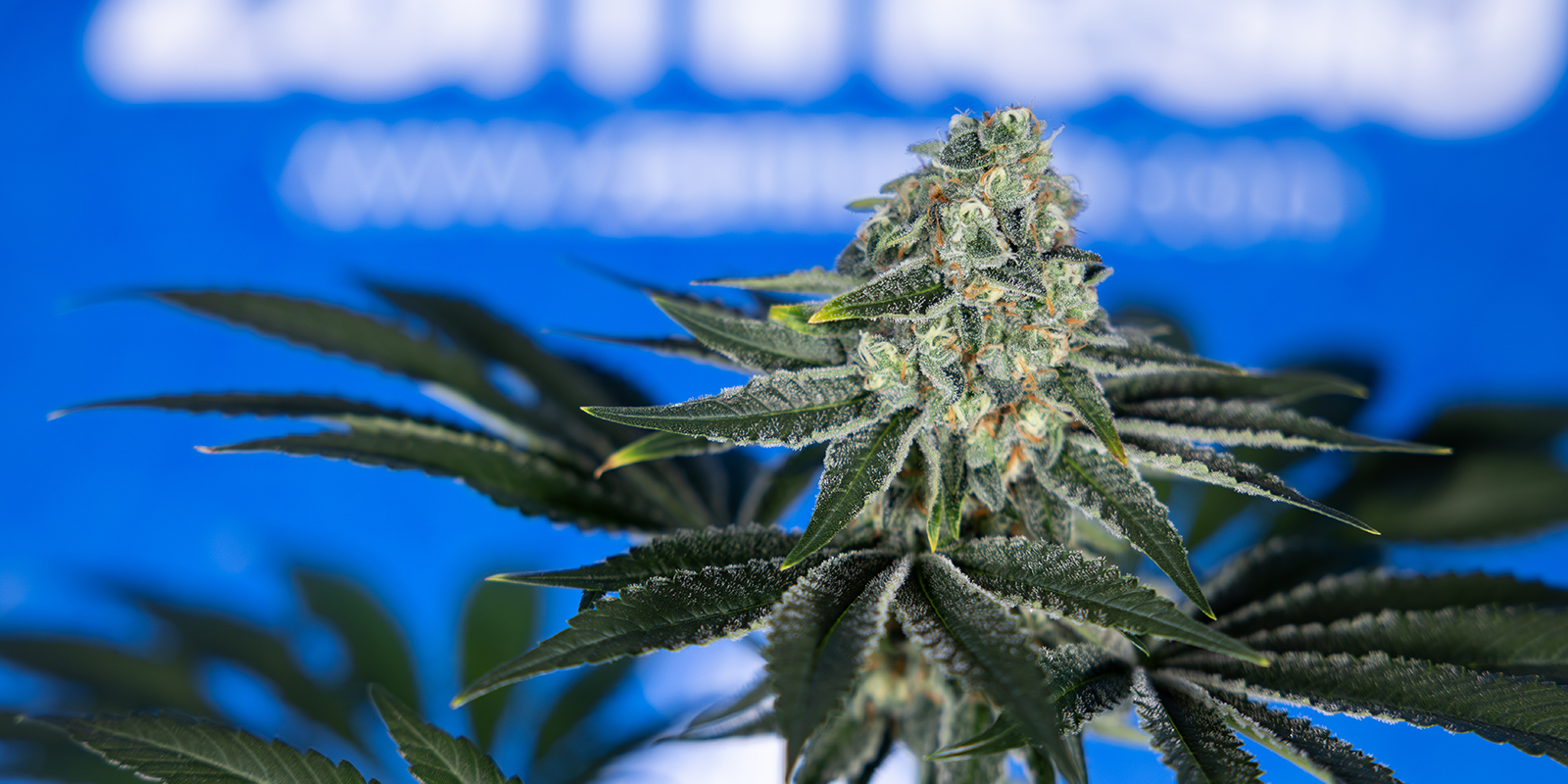 12/12 From Seed: What To Expect