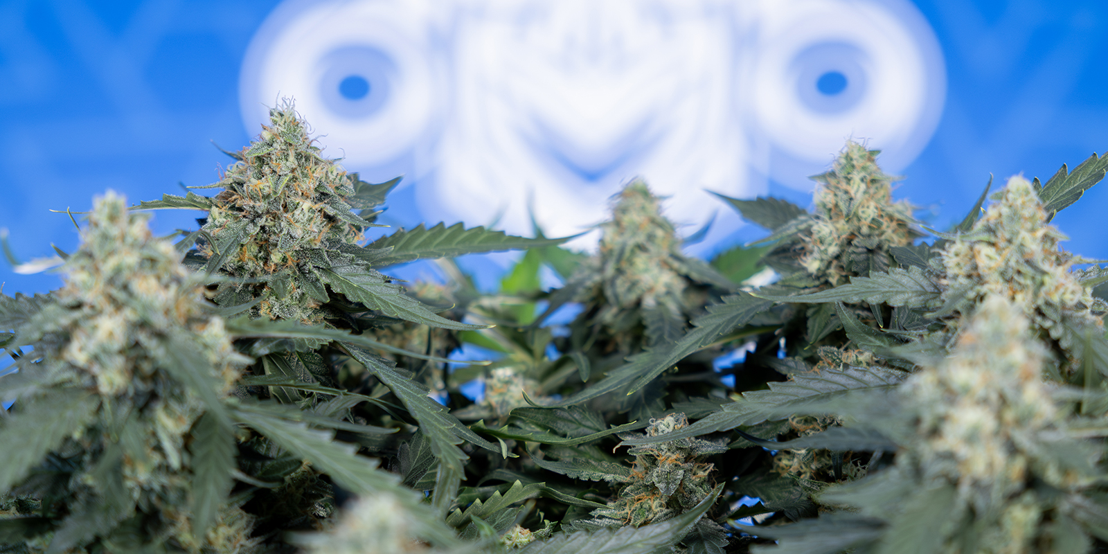 Nejlep&scaron;&iacute; odrůdy pro 12/12 od sem&iacute;nka