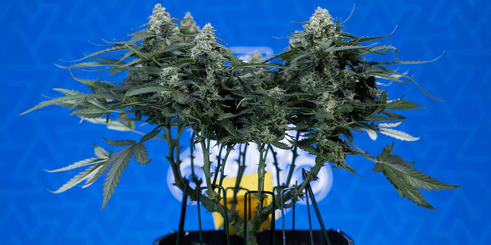 Proč použ&iacute;vat 12/12?