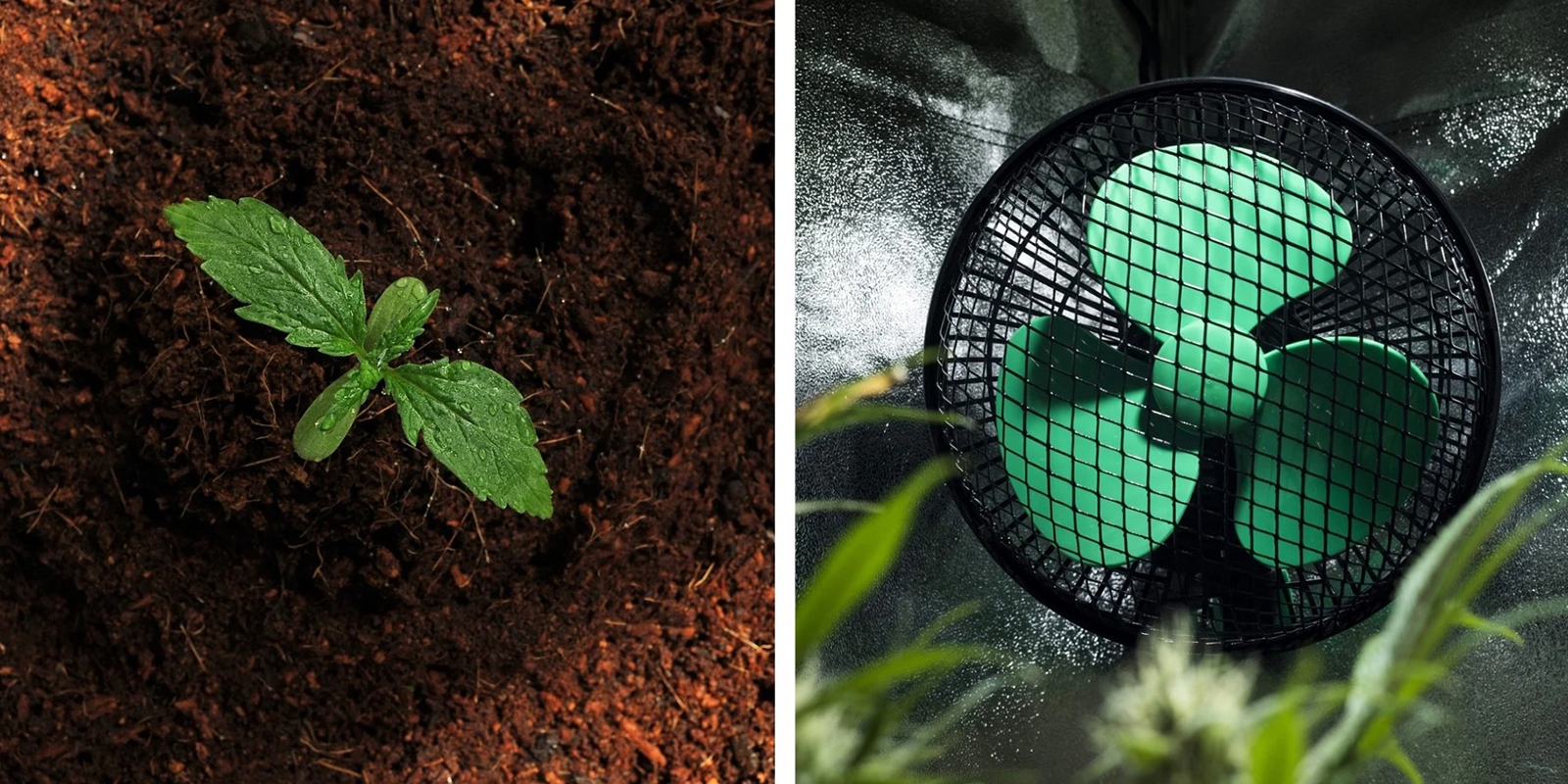 Kvalitn&iacute; půda a dobr&eacute; prouděn&iacute; vzduchu jsou kl&iacute;čov&eacute;