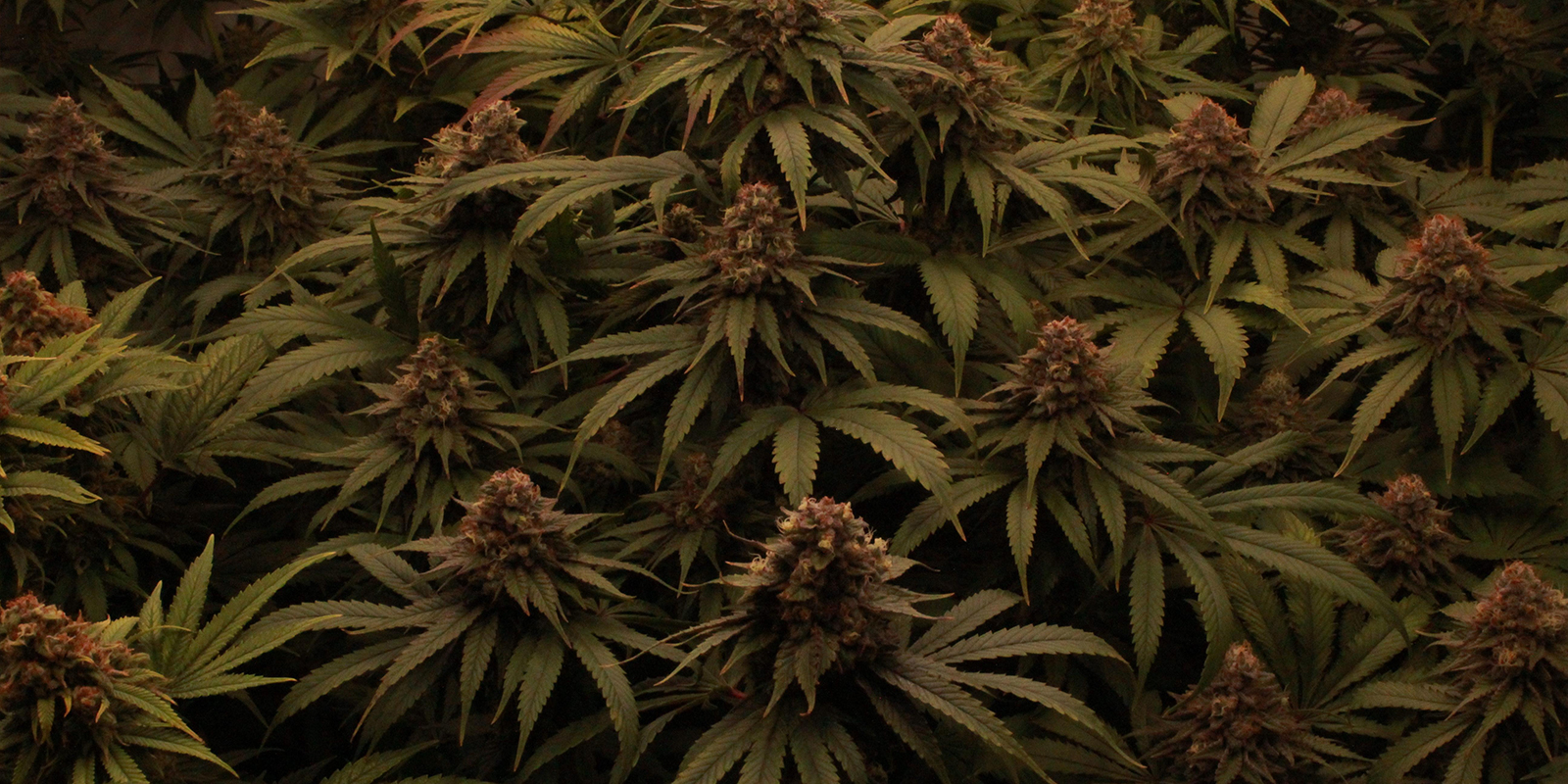 Nechte sv&eacute; rostliny pařit na režimu 12/12