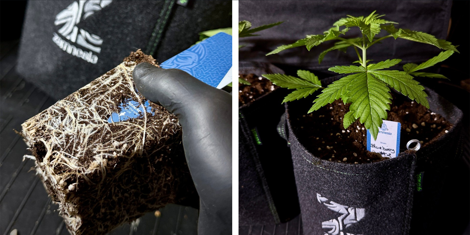 Možnost 1: Přesazen&iacute; do vět&scaron;&iacute;ho květin&aacute;če