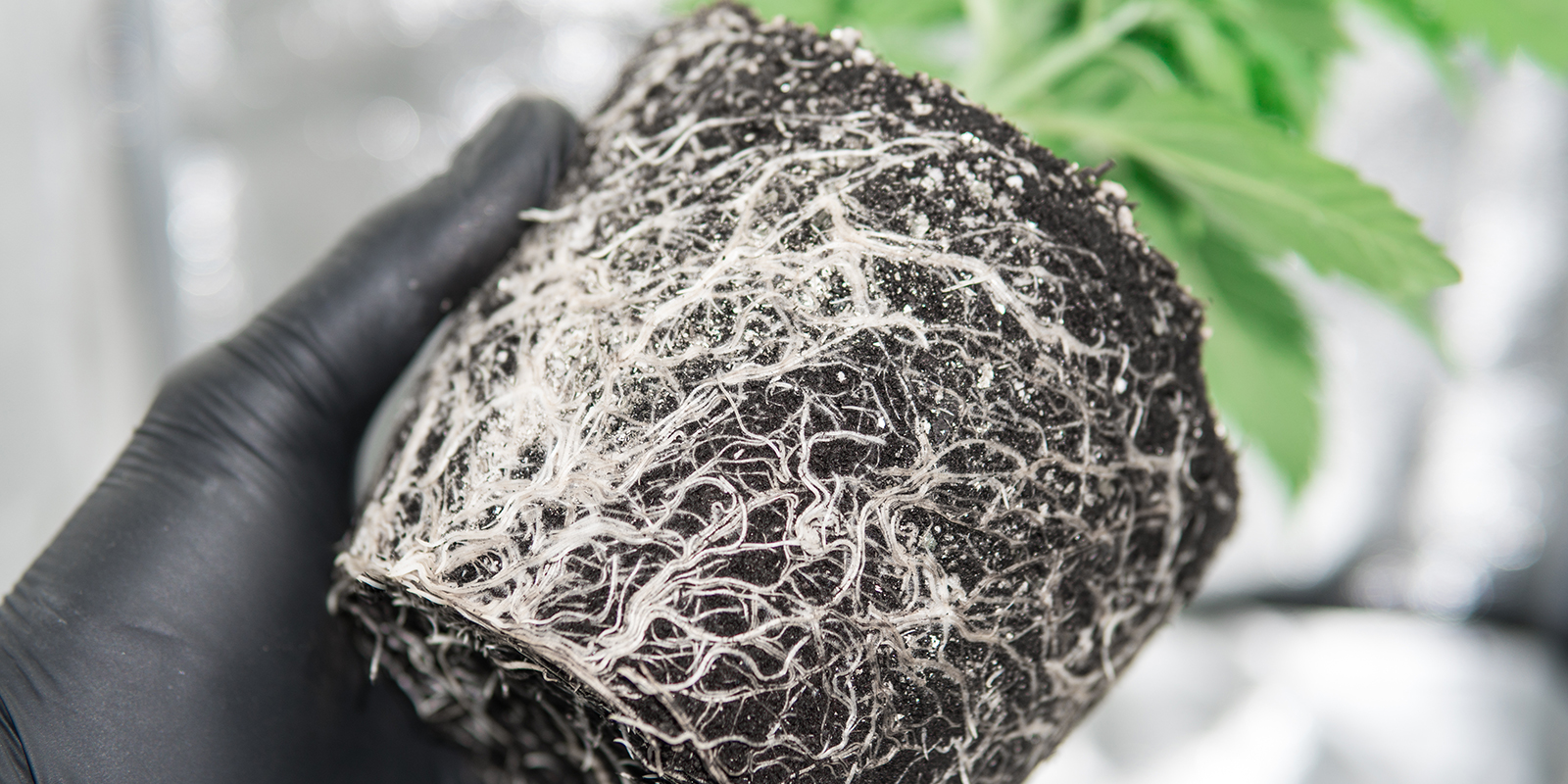 Co je to rootbound konop&iacute;?