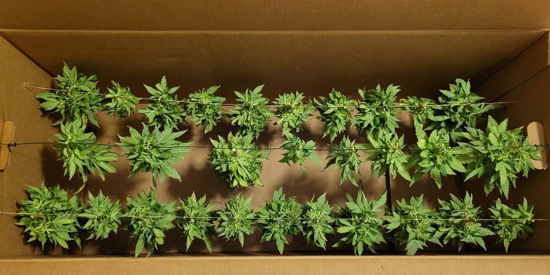 Cardboard box method