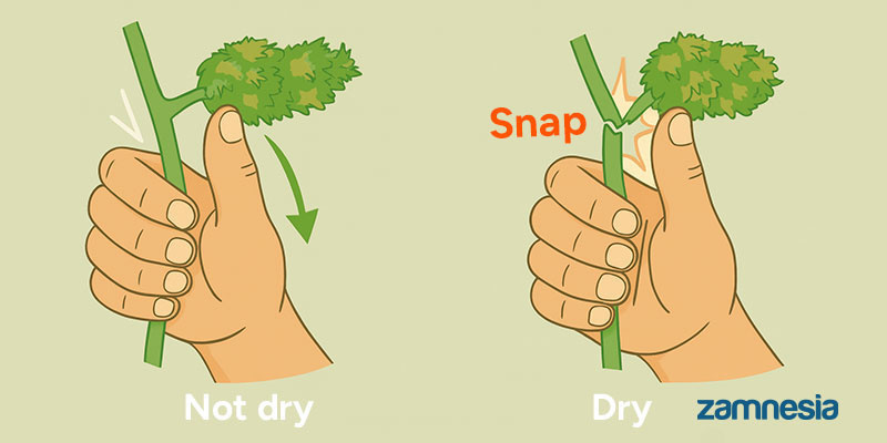 How do you tell if your buds are properly dried and ready to cure?