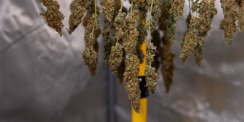 Proč je potřeba květy konop&iacute; su&scaron;it?