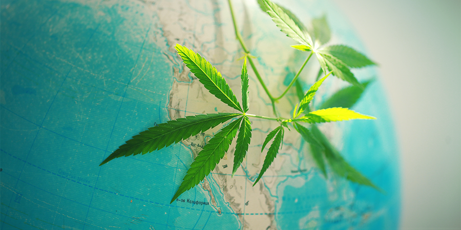 Historie Amnesia Haze