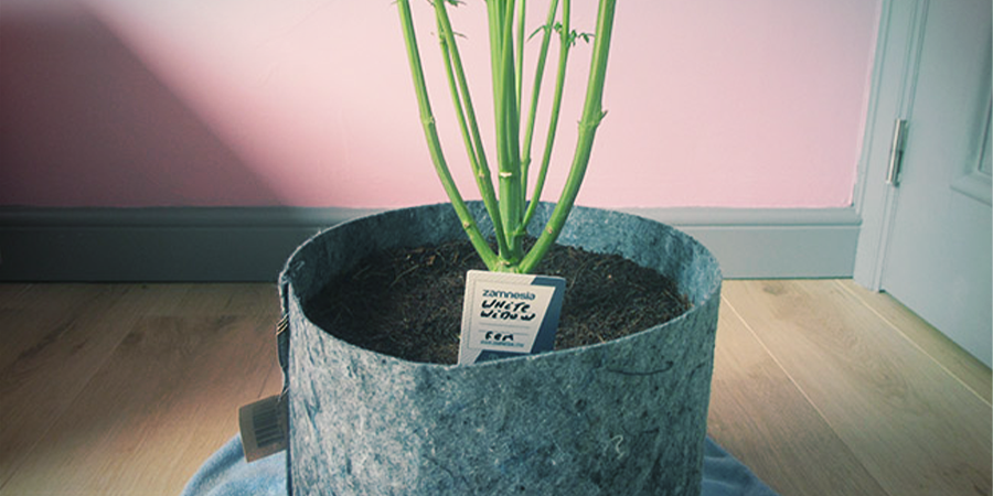 Jak roste White Widow Feminized?