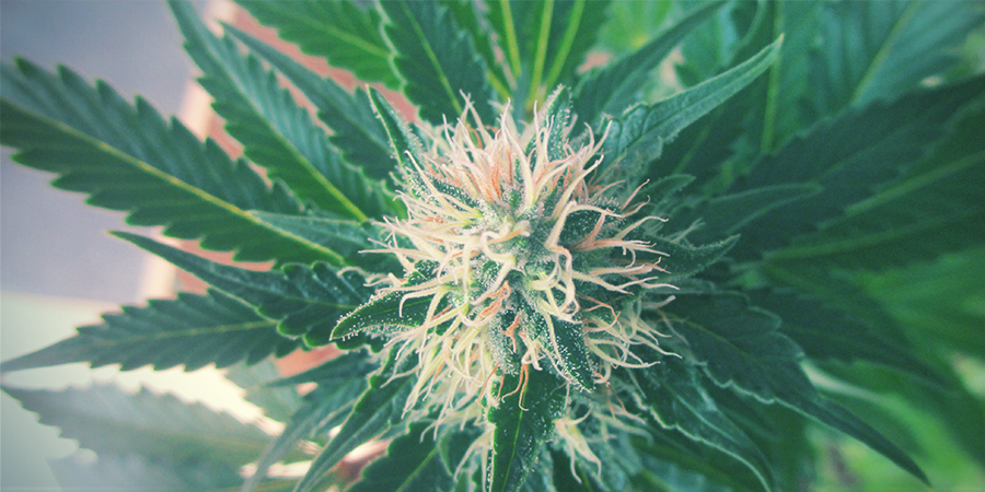 Jak silná je White Widow Feminized?