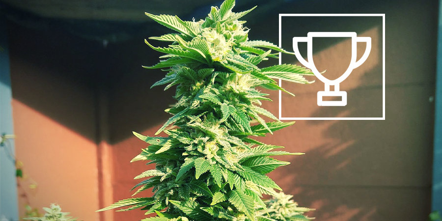 ZAMNESIA SEEDS - WHITE WIDOW: OCENĚNÝ KRÁL COFFEESHOPŮ
