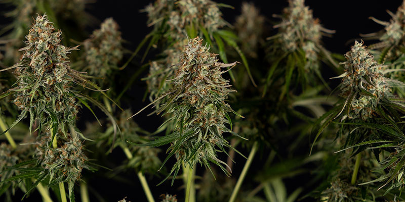 Runtz F1 Autoflower - Zamnesia Seeds