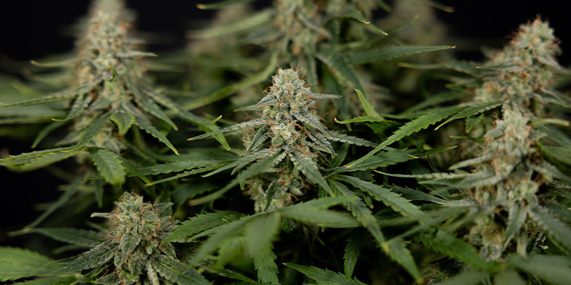 Do-Si-Dos F1 (Zamnesia Seeds)