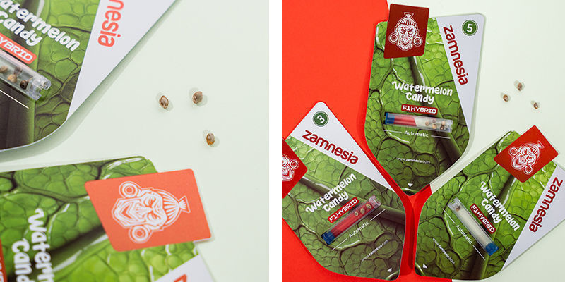 Watermelon Candy F1 Autoflower (Zamnesia Seeds) Feminizovaná