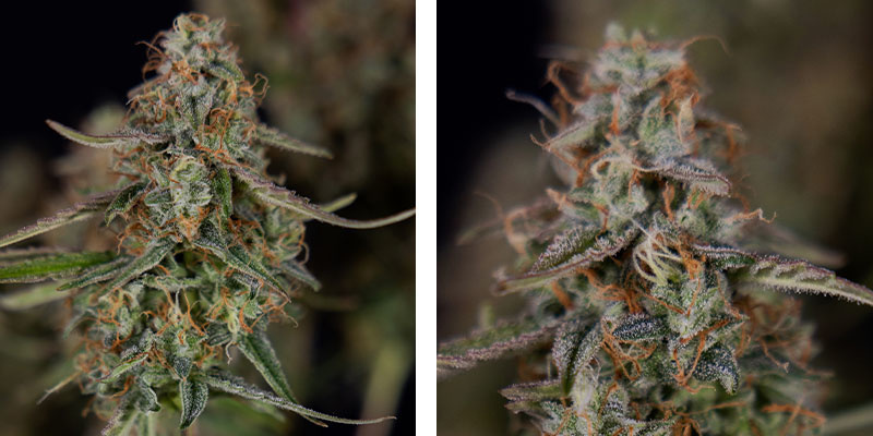 Watermelon Candy F1 Autoflower (Zamnesia Seeds) Feminizovaná