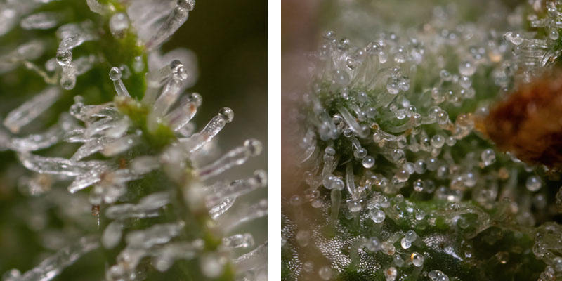 Wurlz F1 Autoflower - Zamnesia Seeds