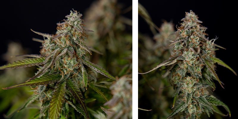 Wurlz F1 Samonakvétací - Zamnesia Seeds