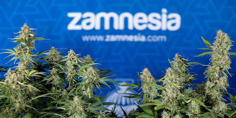 Green Cure CBD F1 (Zamnesia Seeds)