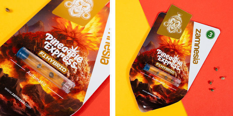 Pineapple Express F1 Autoflower (Zamnesia Seeds) Feminized