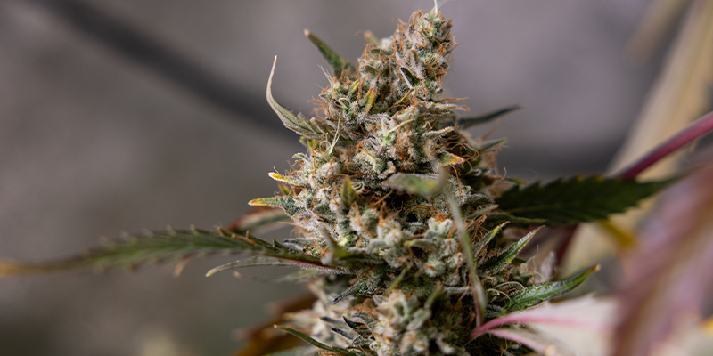 Sticky Broccoli (Zamnesia Seeds) feminizovaná