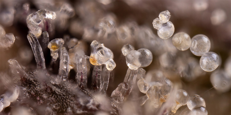 Trichomy