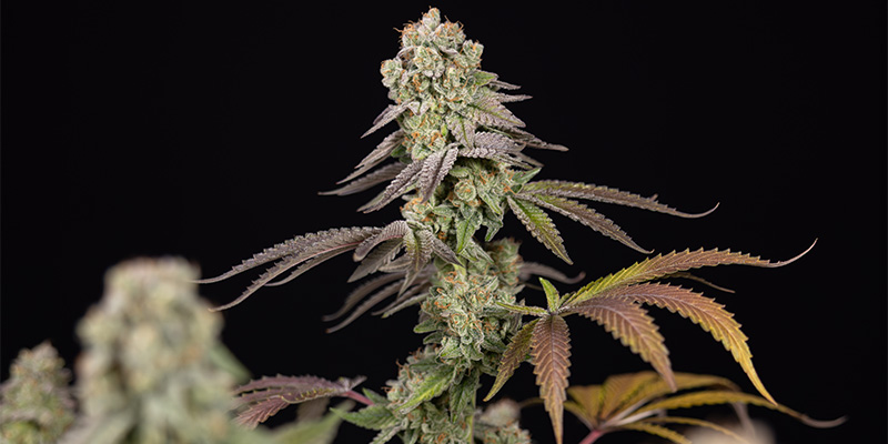 LA Kush Cake květ