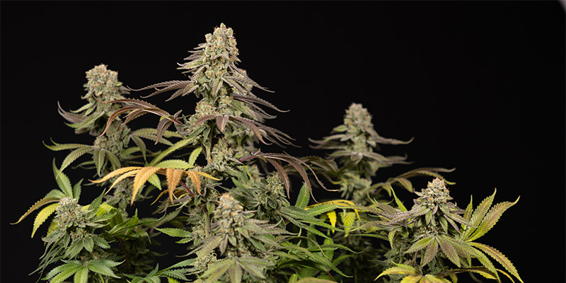 LA Kush Cake rostlina
