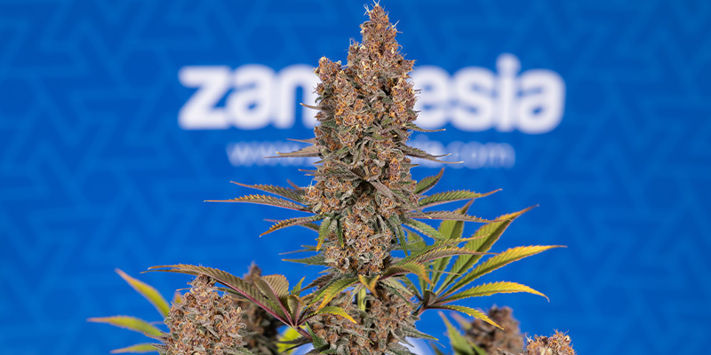 Black Runtz (Zamnesia Seeds)