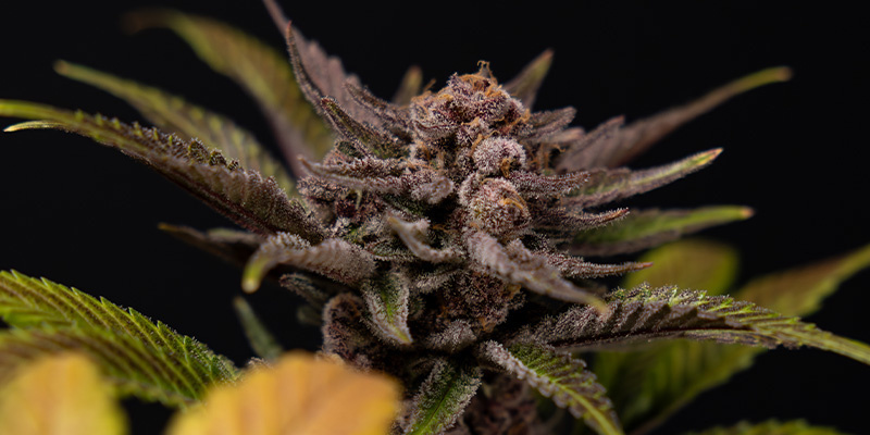 Slurricane (Zamnesia Seeds)