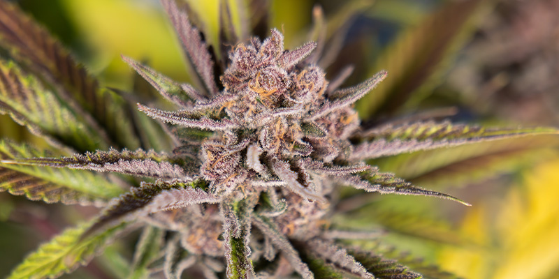 Slurricane (Zamnesia Seeds)