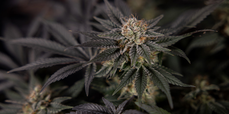 Black Diamond (Zamnesia Seeds)