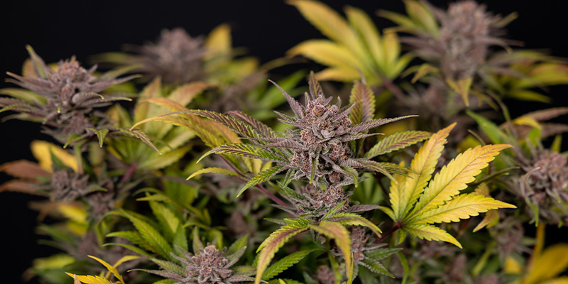 Rainbow Sherbet Auto (Zamnesia Seeds)