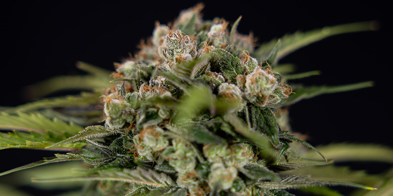 Jet Fuel (Zamnesia Seeds)