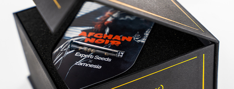 Genetika Afghan Noir: Afghani x Sirius Black