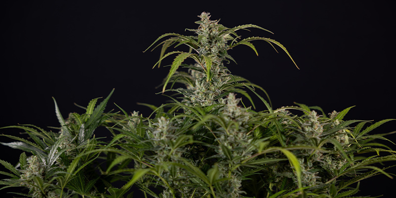 Northern Lights Autoflower (Zamnesia Seeds) feminized